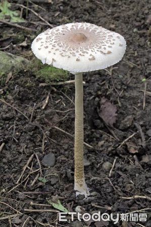 ▲▼台南有一對夫妻摘野生植物煮蛋花湯，雙雙中毒。（圖／記者林東良翻攝）