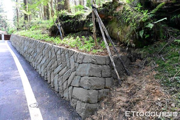 ▲▼   阿里山國家森林遊樂區主要幹道煥然一新  。（圖／林業保育署嘉義分署提供）