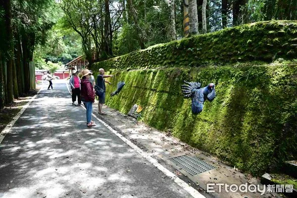 ▲▼   阿里山國家森林遊樂區主要幹道煥然一新  。（圖／林業保育署嘉義分署提供）