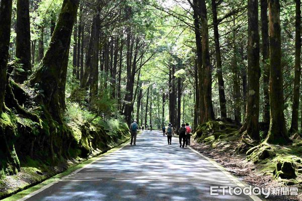 ▲▼   阿里山國家森林遊樂區主要幹道煥然一新  。（圖／林業保育署嘉義分署提供）