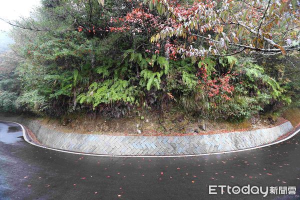 ▲▼   阿里山國家森林遊樂區主要幹道煥然一新  。（圖／林業保育署嘉義分署提供）