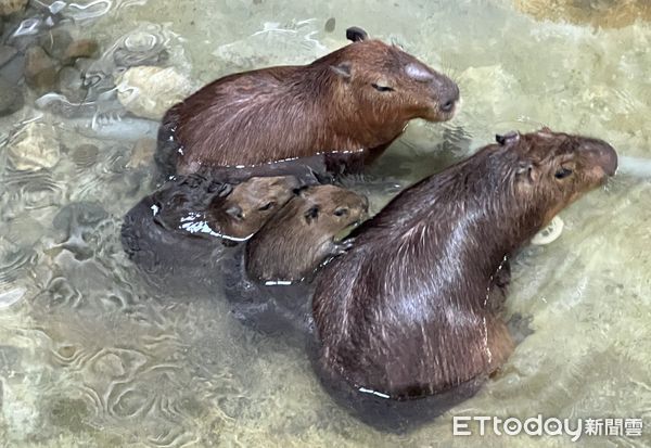 ▲水豚新生家族首次一起泡澡。（圖／記者許宥孺翻攝）