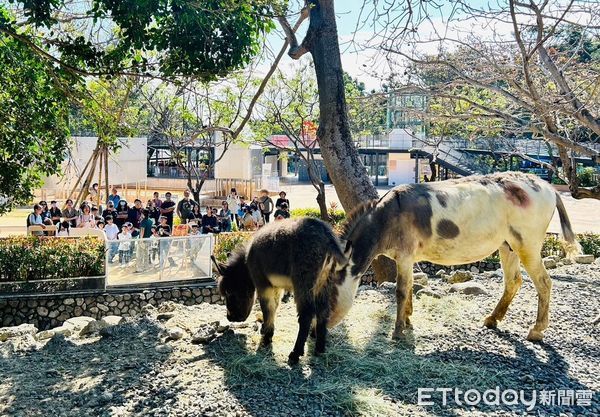 ▲迷你驢媽媽「花花」與寶寶「澎澎」。（圖／記者許宥孺翻攝）