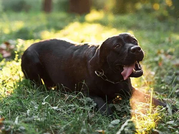 ▲再生醫學。（圖／慈愛動物醫院提供）