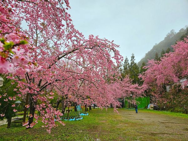 ▲拉拉山恩愛農場櫻花3/6花況。（圖／翻攝自Facebook／拉拉山 恩愛農場）