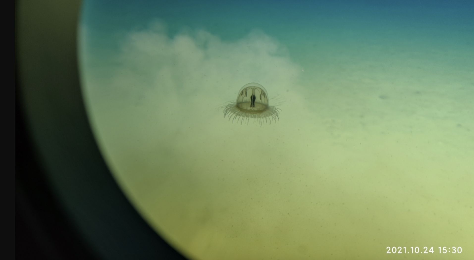 ▲大陸科學家在馬里亞納海溝進行超深淵生物多樣性研究。（圖／翻攝澎湃新聞）