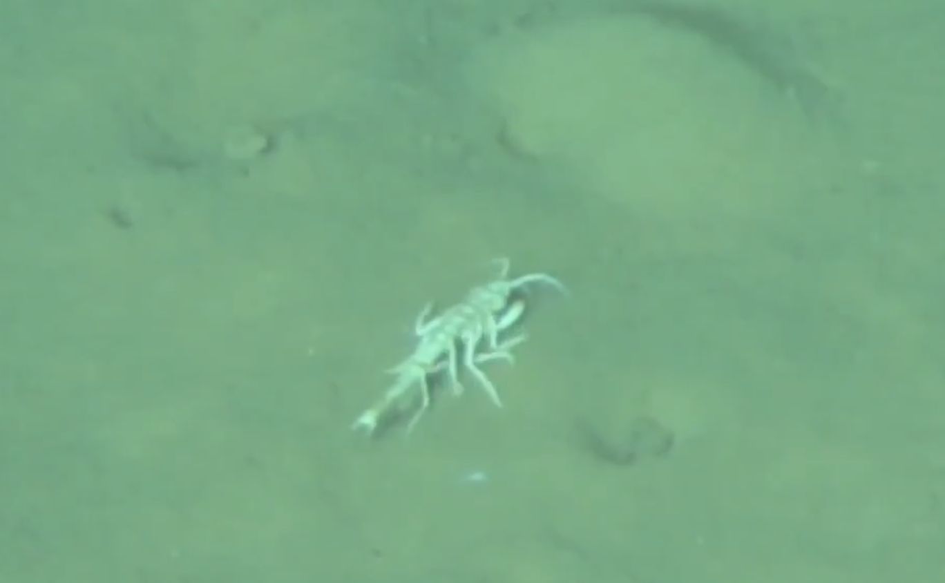 ▲大陸科學家在馬里亞納海溝進行超深淵生物多樣性研究。（圖／翻攝澎湃新聞）