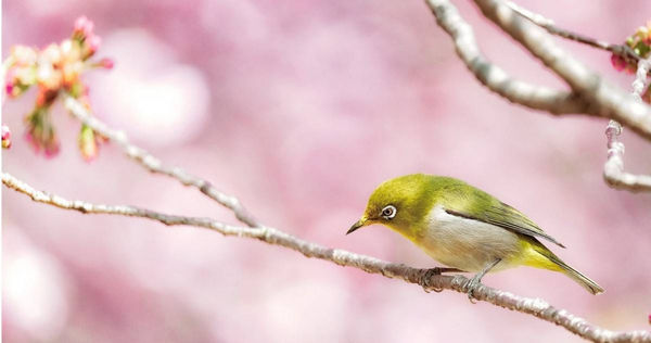3月到4月「4生肖」貴人多、賺錢運勢超旺　屬虎帶領團隊突破