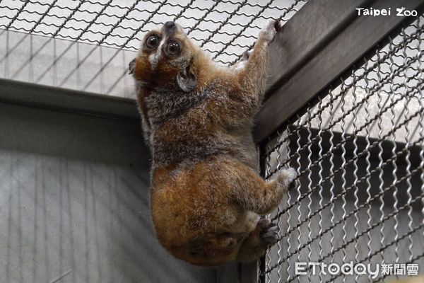 動物園小懶猴Chö。（圖／台北市立動物園提供）