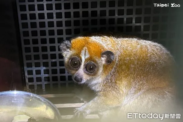 動物園小懶猴Chö。（圖／台北市立動物園提供）