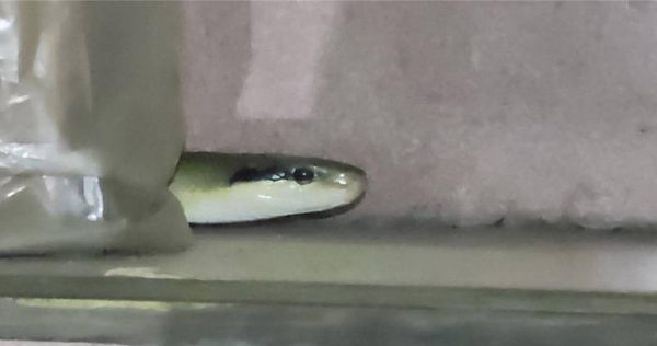 台東縣卑南鄉初鹿地區某民宅赫見約2公尺長的蛇。（台東警分局提供／蔡旻妤台東傳真）