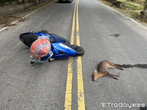 ▲▼台東一名阿嬤騎乘機車撞上一隻懷孕的山羌，導致山羌當場死亡「一屍兩命」             。（圖／記者楊漢聲翻攝）