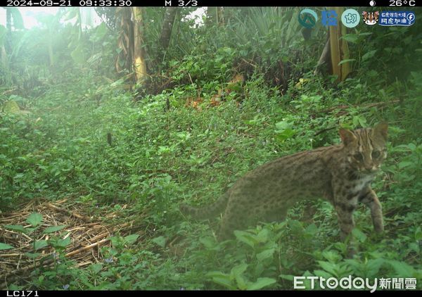 ▲南投縣生態服務給付獎勵申請開跑，圖為去（113）年農友田區監測照片。（圖／林業保育署南投分署提供，下同）