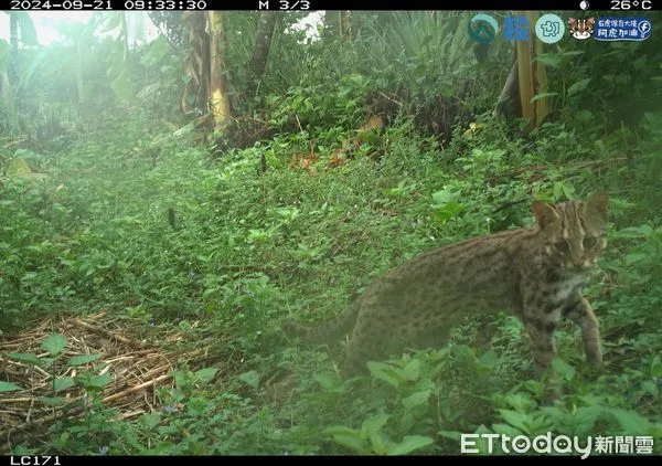 ▲南投縣生態服務給付獎勵申請開跑，圖為去（113）年農友田區監測照片。（圖／林業保育署南投分署提供，下同）