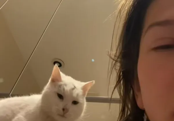 家裡沒養貓！女凌晨上廁所「身旁突出現白貓」　網大讚：超貼心。（圖／翻攝自TikTok／_denisacostin_）