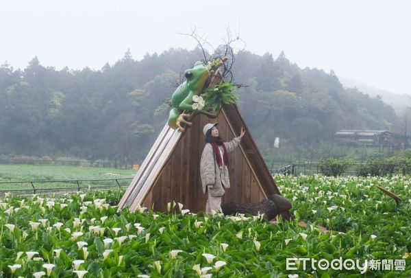 ▲2025竹子湖海芋季3/14開跑，名陽匍「樹蛙夢屋」3/7花況。（圖／記者彭懷玉攝）