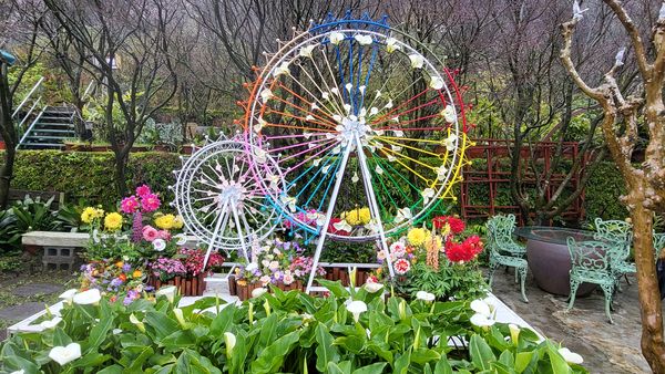 ▲竹子湖海芋各大農園打卡點。（圖／台北市農會提供）