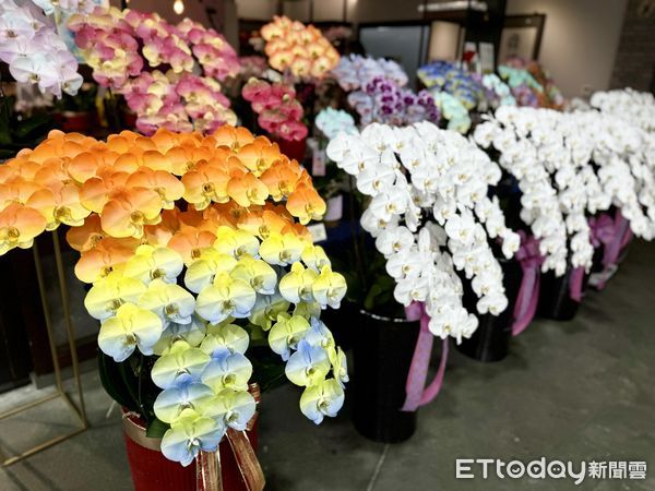 ▲▼蘭花，蝴蝶蘭，世茂蘭業。（圖／記者潘姿吟攝）
