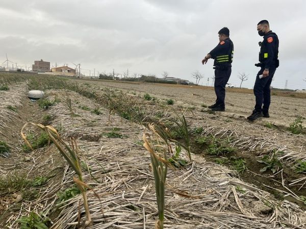 ▲彰化伸港鄉紅蒜進入採收期，警方啟動護蒜專案。（圖／警方提供 賴清美提供）