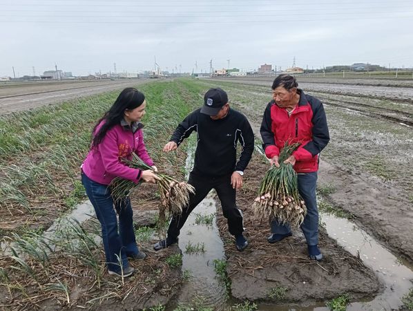 ▲彰化伸港鄉紅蒜進入採收期，警方啟動護蒜專案。（圖／警方提供 賴清美提供）