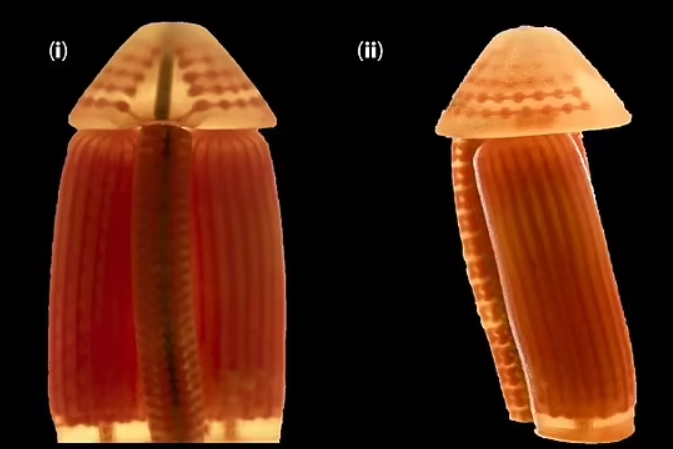▲▼植入「3D列印陰莖」治療不舉！　最新研究曝：有望提高生育率。（圖／South China University of Technology）