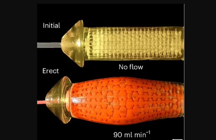 ▲▼植入「3D列印陰莖」治療不舉！　最新研究曝：有望提高生育率。（圖／South China University of Technology）