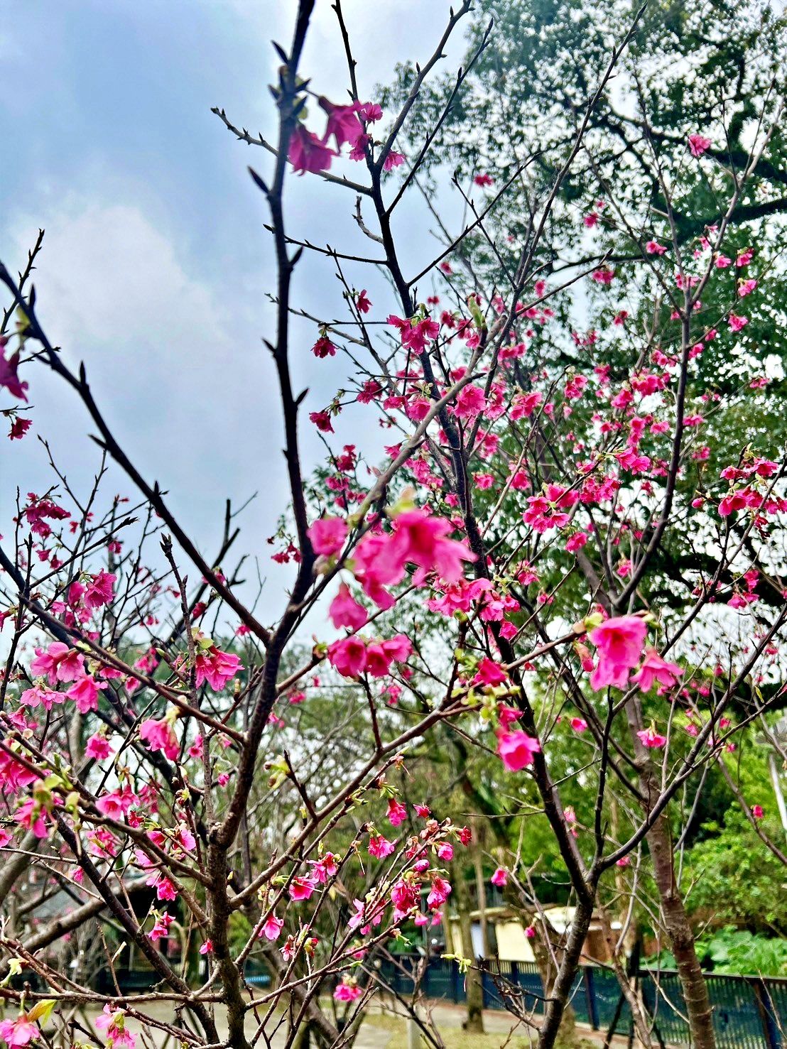 ▲新北金山浪漫櫻花季！健行賞櫻兼賞杜鵑。（圖／新北市金山區公所提供）