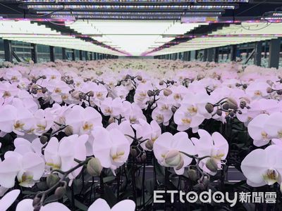蝴蝶蘭輸美0關稅! 業者振奮:重新定義全球蘭花王國的價值