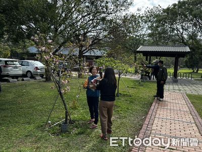 山上花園水道博物館淨水池櫻花群冒出花苞 即將迎來浪漫的粉色隧道