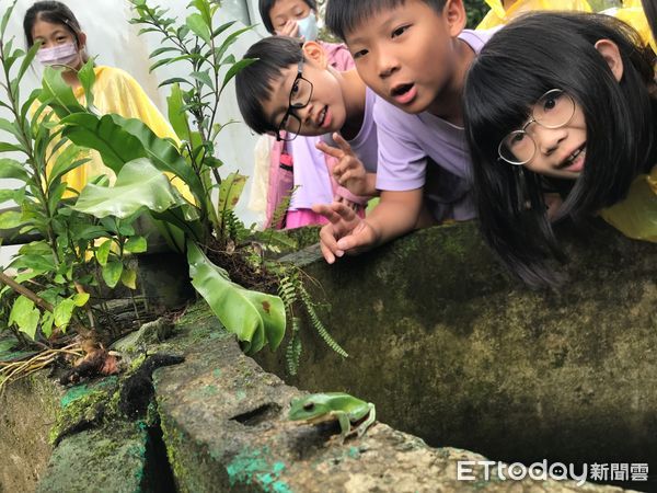 ▲▼走進池南的森林，親耳聆聽青蛙的歌聲，尋找隱藏在黑夜中的蛙類朋友，發現牠們的神秘世界。（圖／花蓮分署提供，下同）