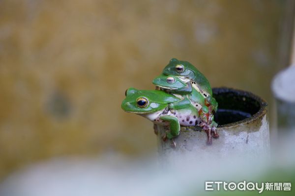 ▲▼走進池南的森林，親耳聆聽青蛙的歌聲，尋找隱藏在黑夜中的蛙類朋友，發現牠們的神秘世界。（圖／花蓮分署提供，下同）
