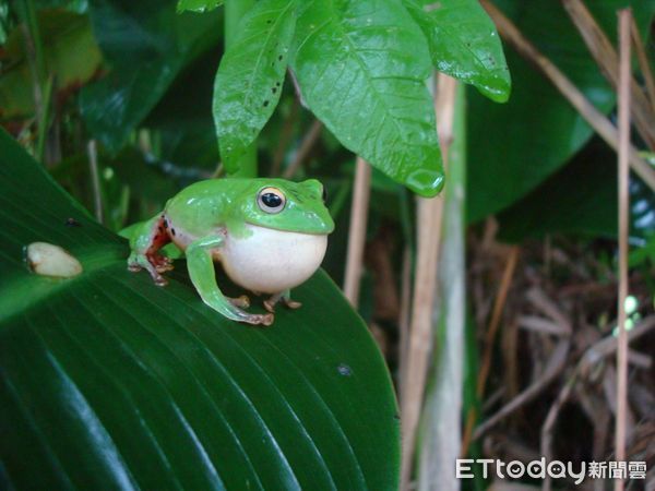 ▲▼走進池南的森林，親耳聆聽青蛙的歌聲，尋找隱藏在黑夜中的蛙類朋友，發現牠們的神秘世界。（圖／花蓮分署提供，下同）