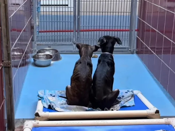 ▲（圖／翻攝自IG／@madtotherescue）