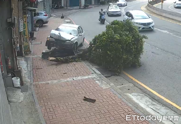 ▲▼巨大撞擊力將路樹連根撞斷，駕駛及乘客均受傷。（圖／中壢警分局提供）
