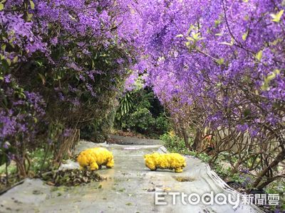 埔里南平山道田生態農場紫花季　首度辦理張家銘永續生態雕塑展