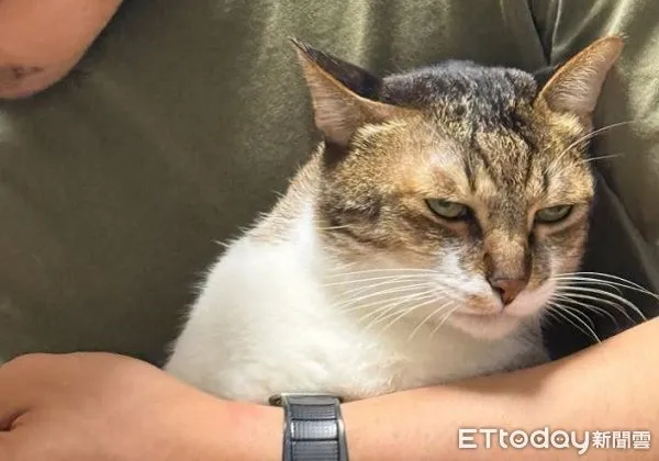 ▲喵星人剪指甲「臭臉眼神死」　厭世坐好任由奴才擺布。（圖／Threads@jjjkai_iakjjj提供，請勿隨意翻拍，以免侵權。）