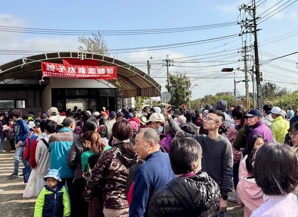 ▲桃園「親子拔蘿蔔體驗」