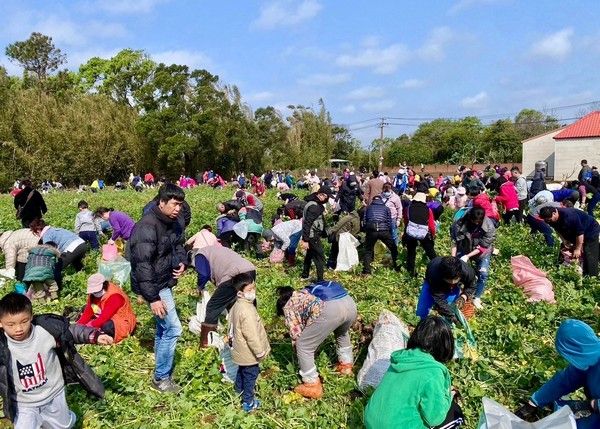 ▲桃園「親子拔蘿蔔體驗」