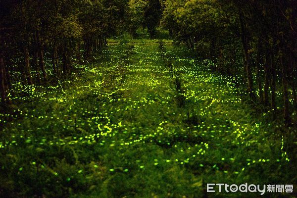 ▲▼大農大富平地森林園區夜晚星光與螢火交織美景。（圖／花蓮分署提供，下同）