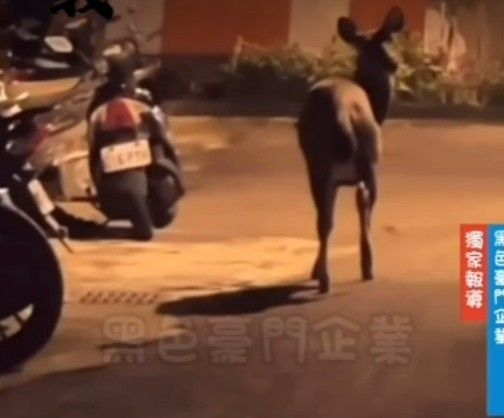 ▲彰化市巷弄內深夜驚見水鹿。（圖／翻攝自黑色豪門企業 民眾提供）
