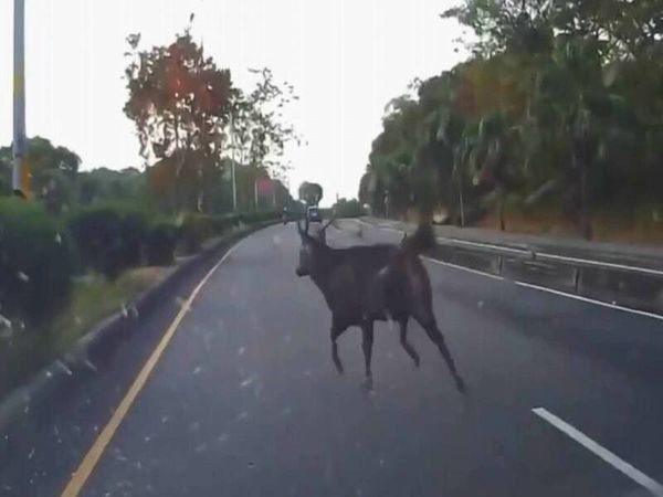 ▲彰化市巷弄內深夜驚見水鹿。（圖／翻攝自黑色豪門企業 民眾提供）