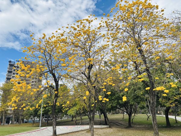 ▲台中風鈴木,台中31處賞花勝地,台中賞櫻公園。（圖／台中市建設局提供）