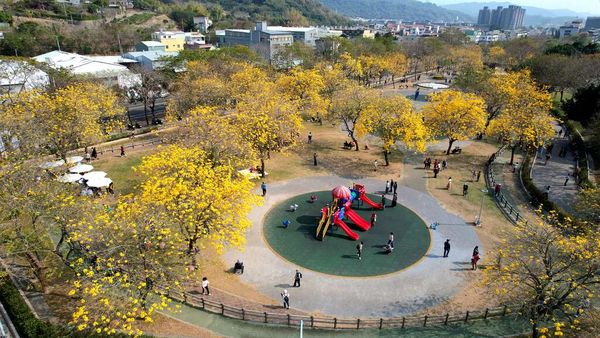 ▲台中風鈴木,台中31處賞花勝地,台中賞櫻公園。（圖／台中市建設局提供）