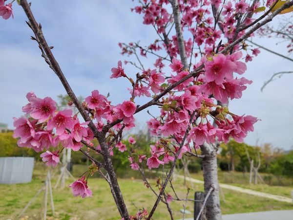 ▲台中風鈴木,台中31處賞花勝地,台中賞櫻公園。（圖／台中市建設局提供）