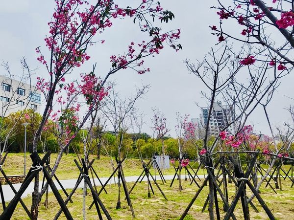 ▲台中風鈴木,台中31處賞花勝地,台中賞櫻公園。（圖／台中市建設局提供）