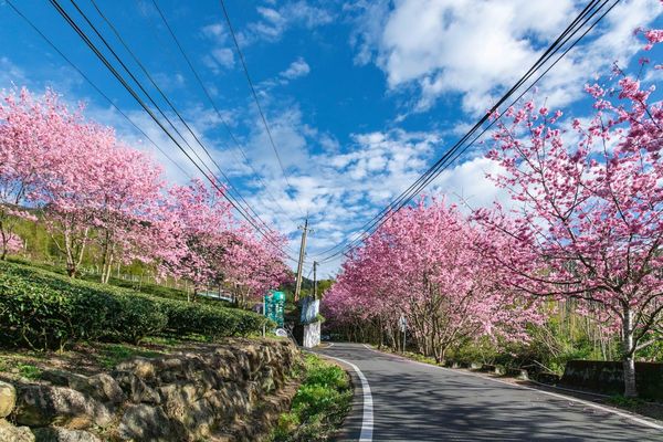 ▲▼阿里山英迪格櫻花季住房專案。（圖／阿里山英迪格提供）