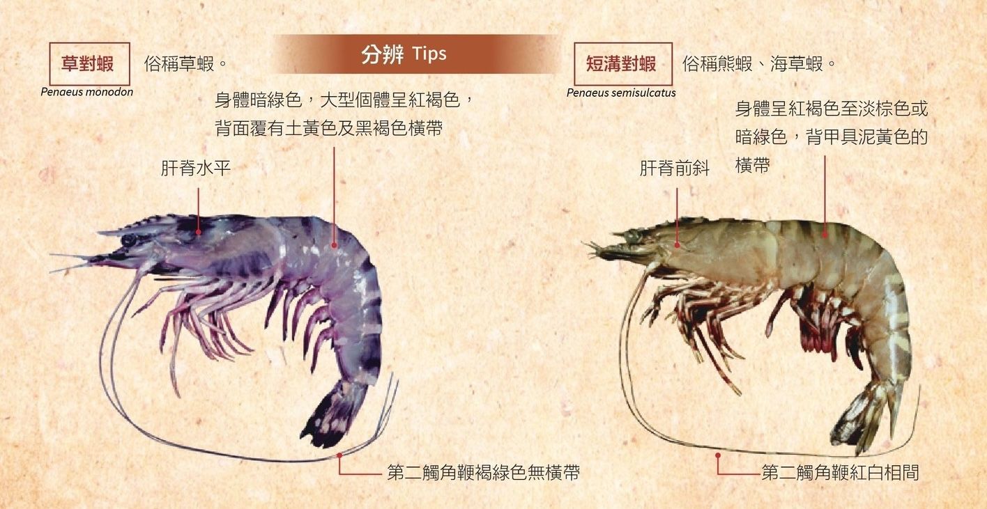 ▲▼草蝦,農業部漁業署,增肌減脂。（圖／取自農業部漁業署臉書）