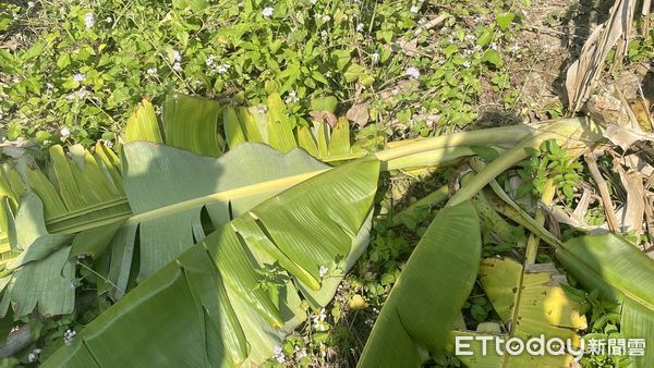 ▲▼旗山偷香蕉             。（圖／記者陳宏瑞翻攝）