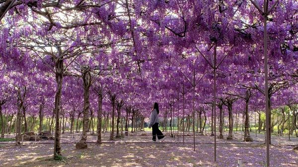 ▲淡水紫藤花園。（資料照／翻攝自淡水紫藤花園-二號水源園區）