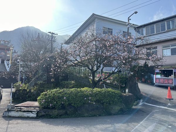 ▲淡水天元宮吉野櫻3/10花況。（圖／翻攝自淡水天元宮花況報導）